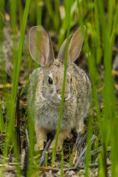 AZ, Sonoran Desert Desert cottontail rabbit